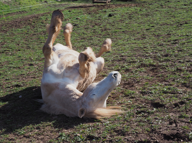 Sans Titre (Les Animaux) / Untitled (The Animals), 2024/2026. Courtesy: the artist and Xippas, Paris; Geneva; Punta del Este. Copyright: Bildrecht, Vienna, 2026.