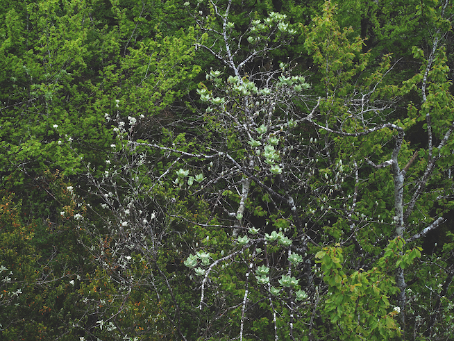 Sans Titre (Les Plantes) / Untitled (The Plants), 2019/2024. Courtesy: the artist and Xippas, Paris; Geneva; Punta del Este. Copyright: Bildrecht, Vienna, 2026.