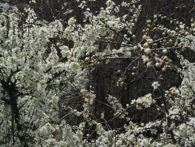 Sans Titre (Les Plantes) / Ohne Titel (Die Pflanzen), 2019/2026. Courtesy: die Künstlerin und Xippas, Paris; Genf; Punta del Este. Copyright: Bildrecht, Wien 2026.