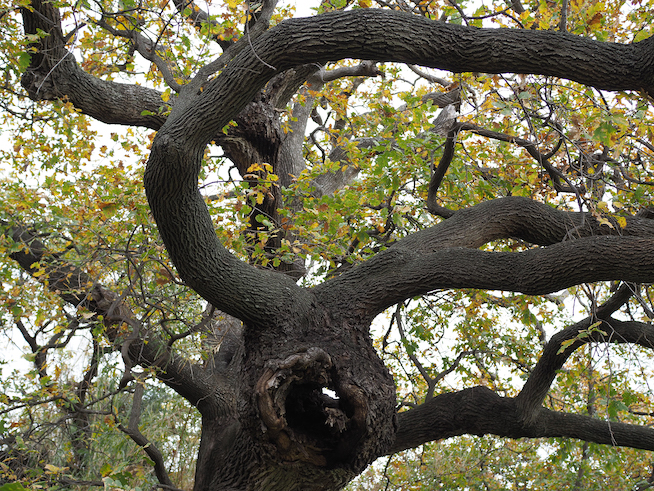 Sans Titre (Les Arbres) / Ohne Titel (Die Bäume), 2019/2024. Courtesy: die Künstlerin und Xippas, Paris; Genf; Punta del Este. Copyright: Bildrecht, Wien 2026.